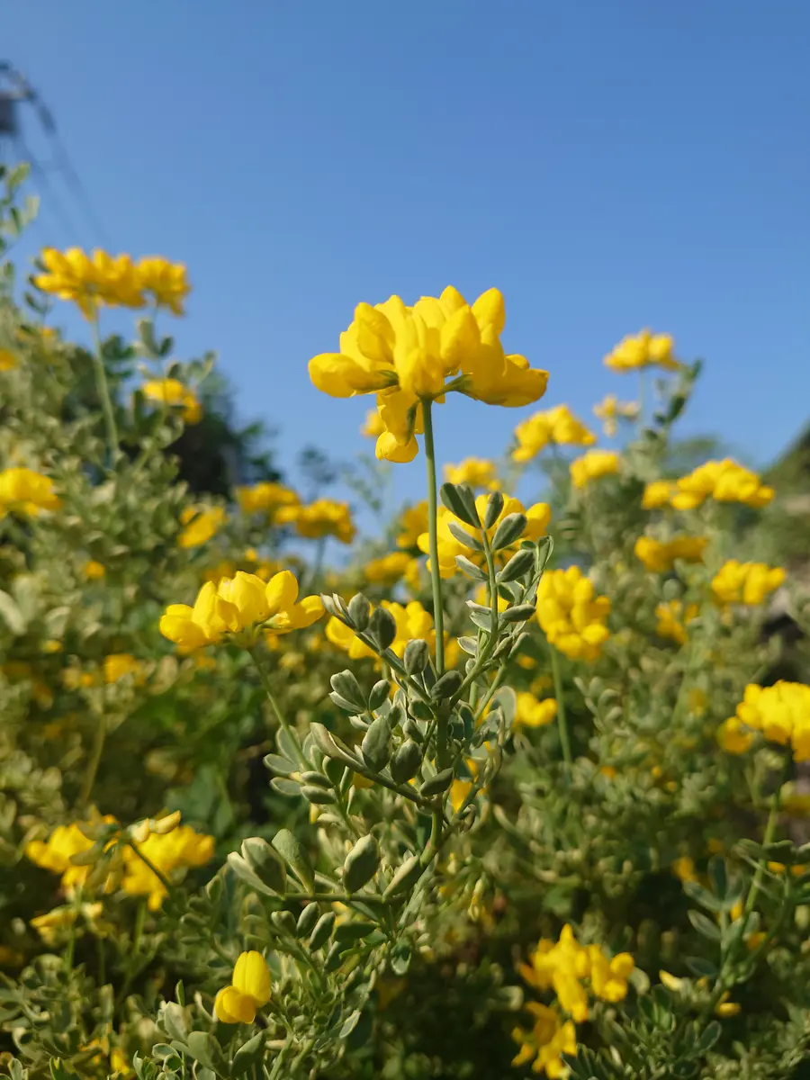コロニラ バレンティナの育て方：小さな鉢植えで、美しい葉と芳香の小さな黄色の花を楽しむメダカの大工