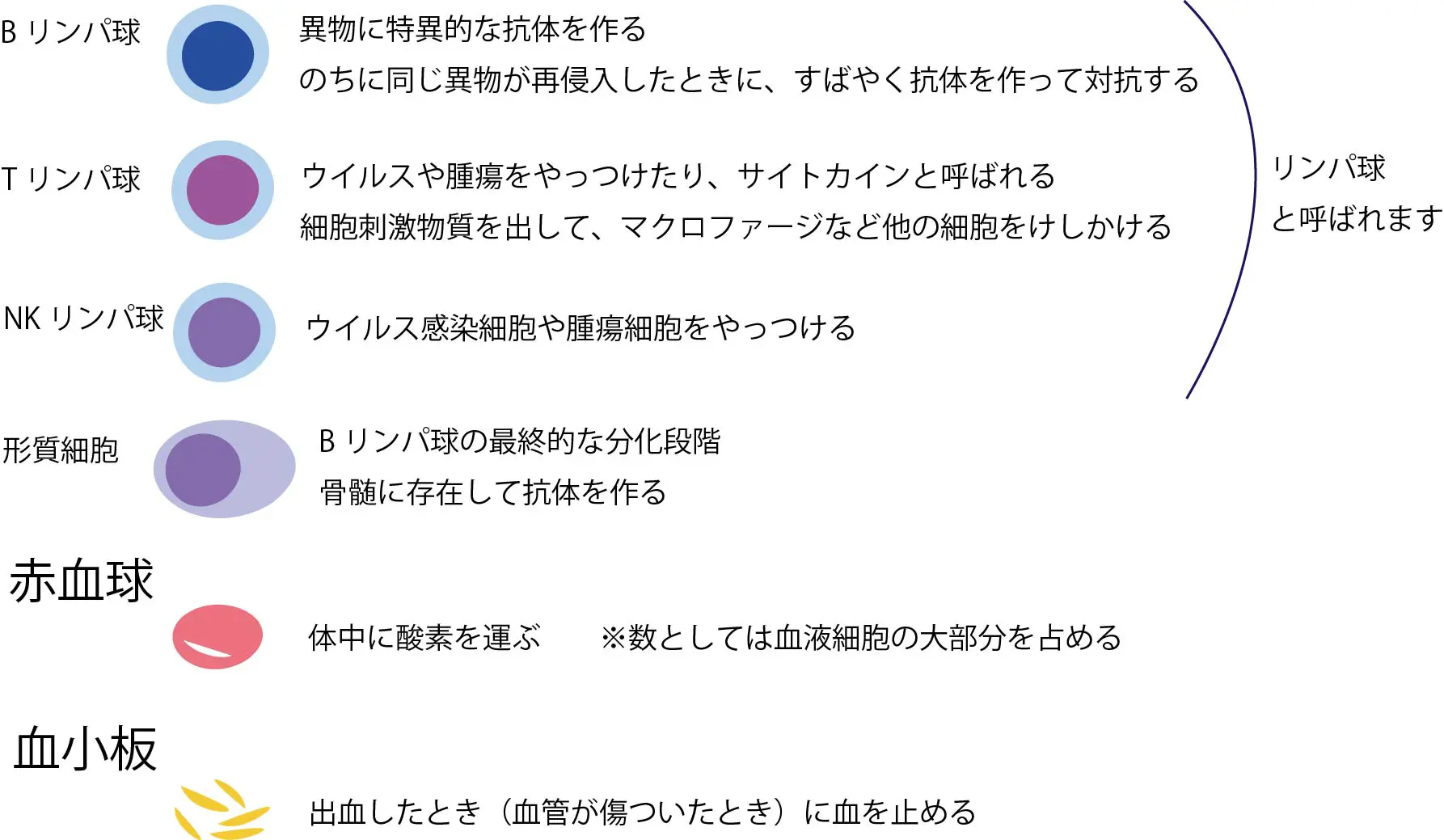 赤血球 - Wikipedia