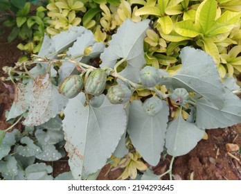 ローズマリーハーブは,英語のコテージの裏庭で針のような葉を持つ食用の多年生植物です.Premium写真