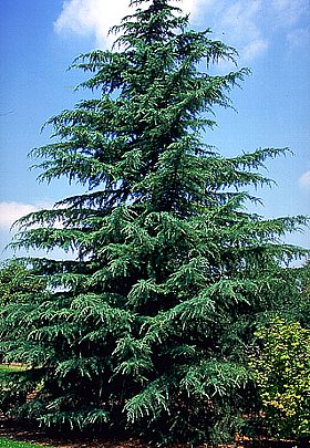 クサスギカズラの花言葉はさっぱりしている人に贈る言葉誕プレ