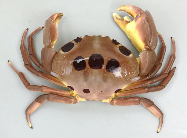 スベスベマンジュウガニの世界 長崎大学水産学部のフグ毒研究に密着 – テレビ番組WAC ワック