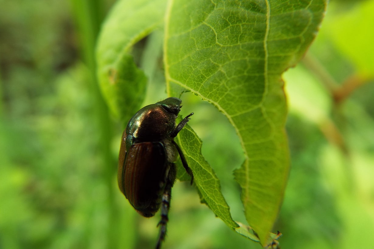 コガネムシ類農業害虫や病害の防除・農薬情報病害虫・雑草の情報基地全国農村教育協会