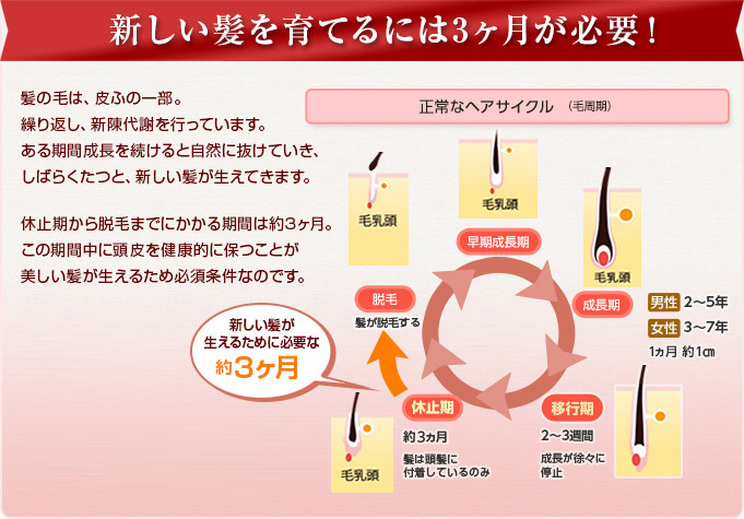髪のヘアサイクル 毛周期 の乱れを戻して薄毛を治そう！医師が解説 - 女性の薄毛治療専門クリニックルートレディースAGAクリニック