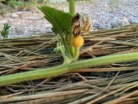 かぼちゃの収穫と栽培終了家庭菜園 野菜づくり事典 栽培日記