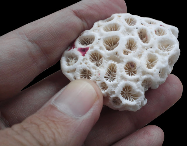 珊瑚の死骸 夏 サンゴの写真素材 - PIXTA