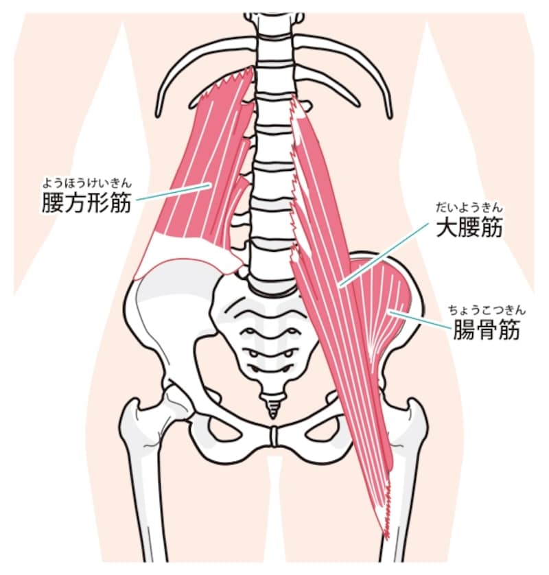 内反股関節症候群。大腰筋、腸腰筋およびスナップ領域」のベクター画像素材 ロイヤリティフリー2200015791Shutterstock