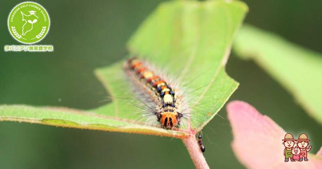 神奈川県衛生研究所 有毒ケムシ類－ドクガとイラガ