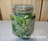 森三中村上さんの影響うけドクダミ化粧水 作ってみた どんどん色味が変わるらしい ドクダミの花は早絵ちゃんとママにつんでもらったやーつ