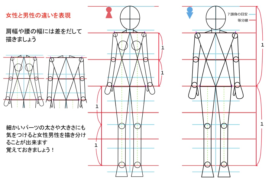 男女の体格差から学ぼう、筋肉質な女性の描き方いちあっぷ