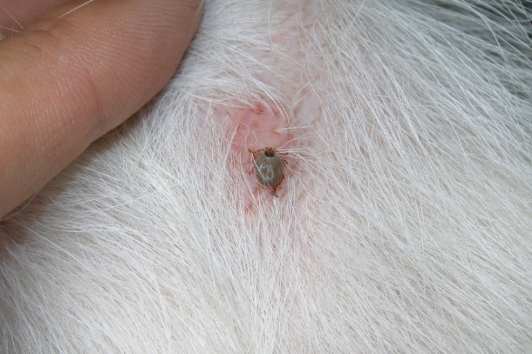 これはダニに刺された跡ですかね？ - 犬の胸あたりなのですがすご- Yahoo!知恵袋