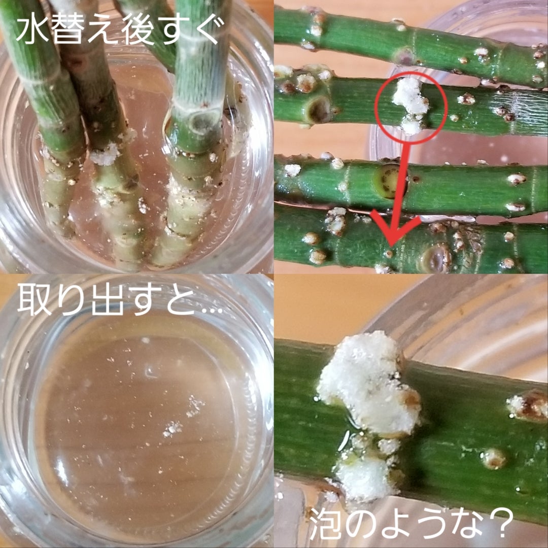 ウンベラータが瀕死です、どうかお力を貸してください。9月中 園芸相談Q＆Aみんなの趣味の園芸