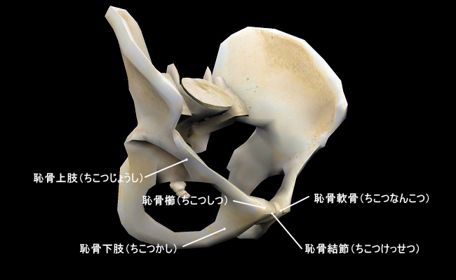 恥骨結合の痛みを治す！＞骨盤ベルト