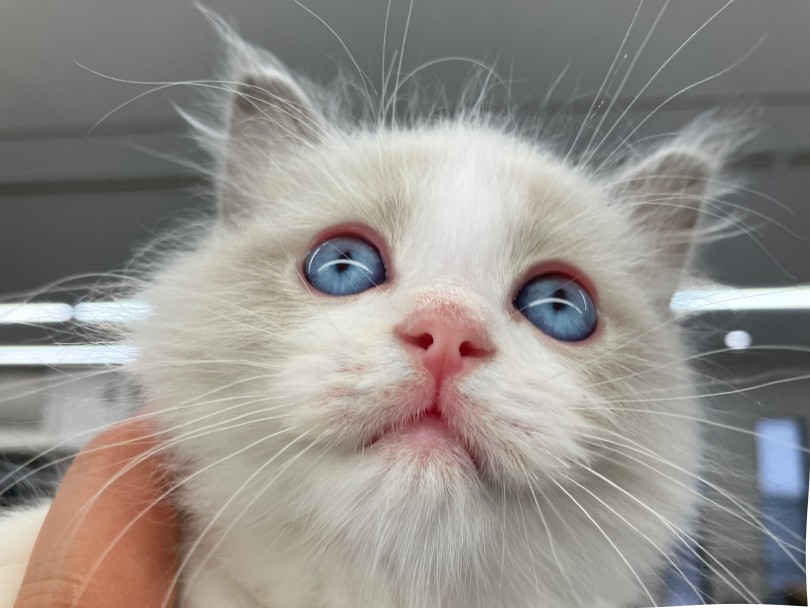 黒い瞳をブルーに変える技術、特定のメラニン色素を取り去る方法を開発中。Narinari.com