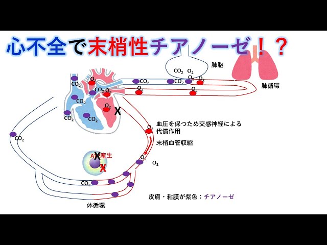 チアノーゼ東京・ミネルバクリニック
