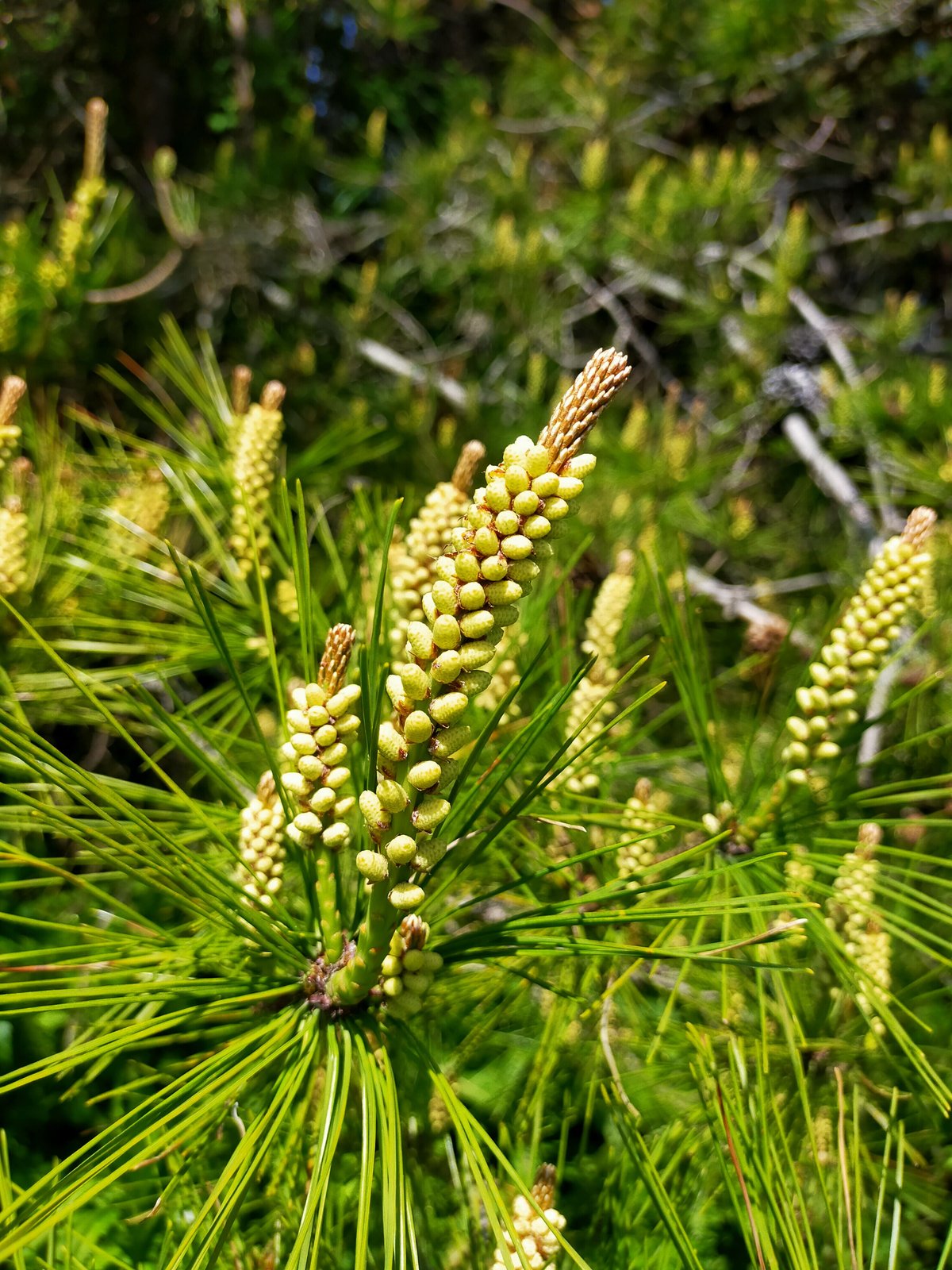 tanpopo-66たんぽぽ本舗 公式サイト