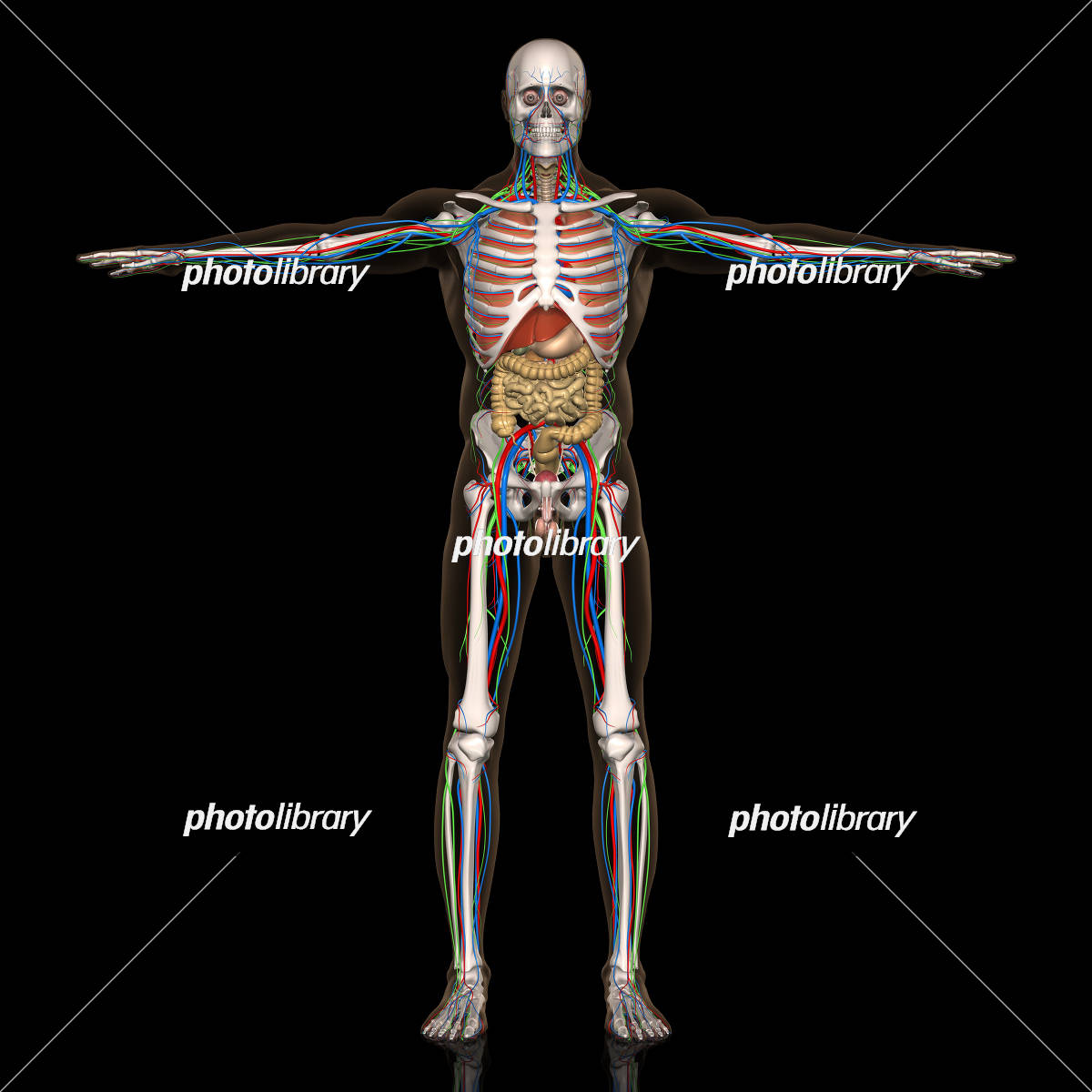 人体解剖図のベクトル - 無料の高品質ベクトルを Freepik からダウンロードFreepik