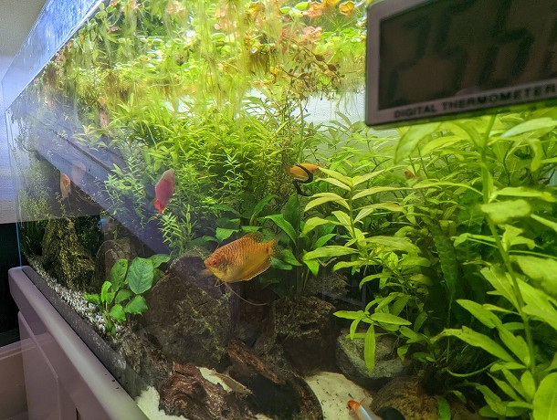 失敗者から学べ！コケ対策！名古屋のペットショップRemix リミックス・ペポニ