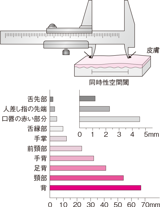 ファーター・パチニ小体人，手指 皮下組織内H-E染色 ×80東海国立大学機構学術デジタルアーカイブ