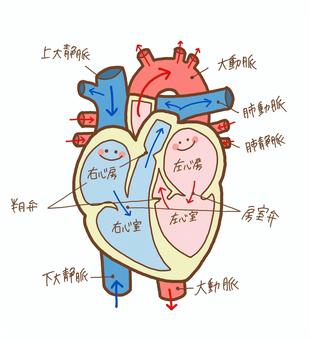 循環器系」の2.3万点のロイヤリティフリー画像、写真素材、絵Shutterstock