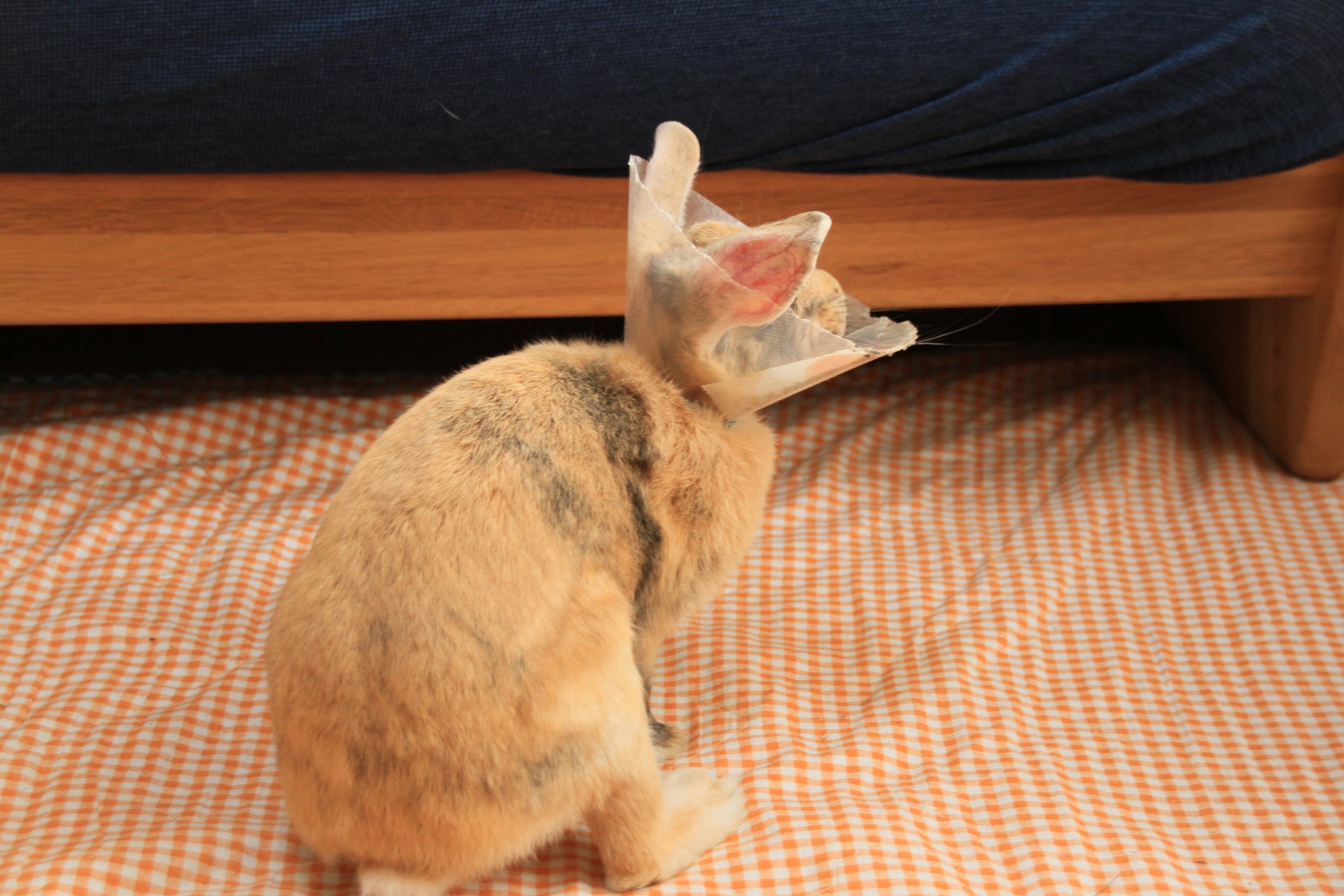 足底皮膚炎熊本のウサギ専門動物病院、うさぎの病院