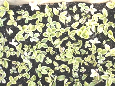 ベビーサンローズの花言葉と育て方！増やし方や寄せ植えは？植物のある生活