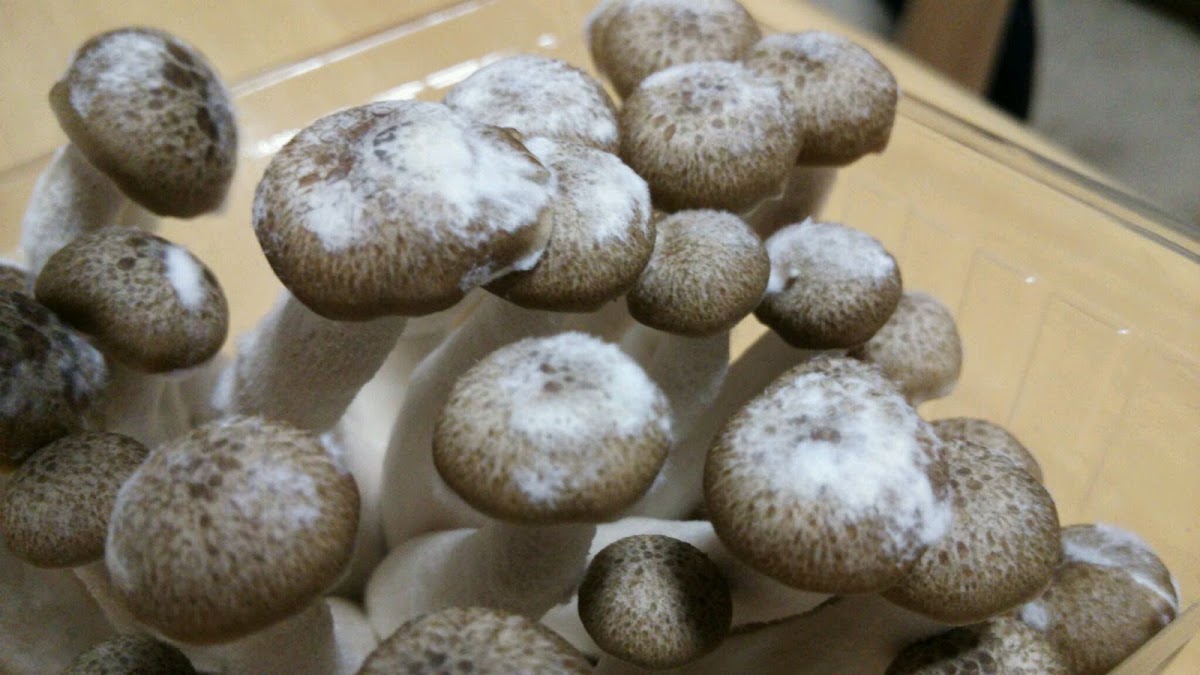 しいたけにカビのような白いフワフワ 食べても大丈夫？カビとの見分け方は？ - くふう トクバイニュース