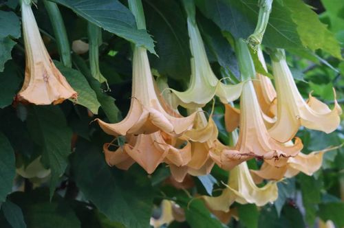 エンジェルストランペット完全ガイド豪華な花と育てるコツ・危険な毒性までGardenStoryガーデンストーリー