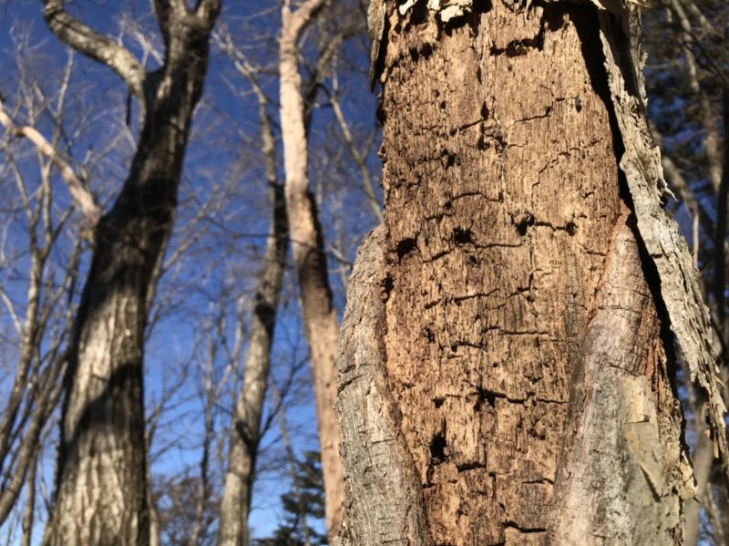 ボロボロに腐った苔の生えた木の切り株の写真素材107238561- PIXTA