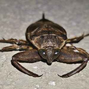 気持ち悪い虫の写真・画像素材 - Snapmart スナップマート