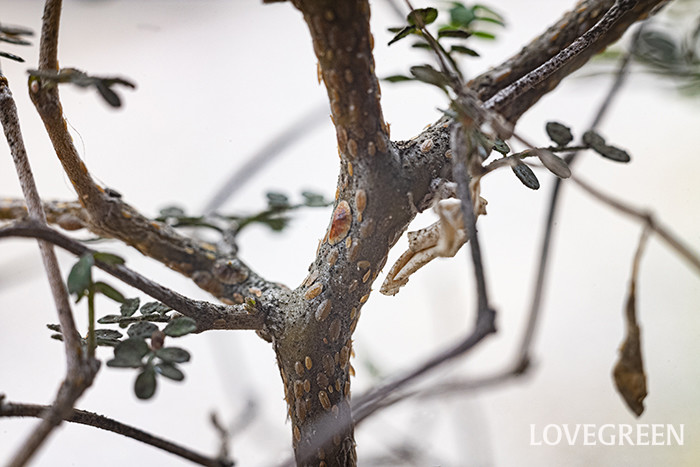 レモン、みかんの栽培管理！病気と防除 カイガラムシ、すす病、黒点病、イラガ