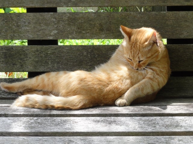 電車の揺れで「自然に」女性の体に触れるのを狙うーー「新型痴漢」は犯罪でないのか？ - 弁護士ドットコム