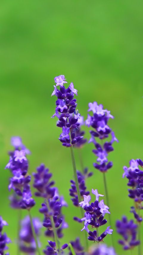 健康祈願のお守り待ち受け画像