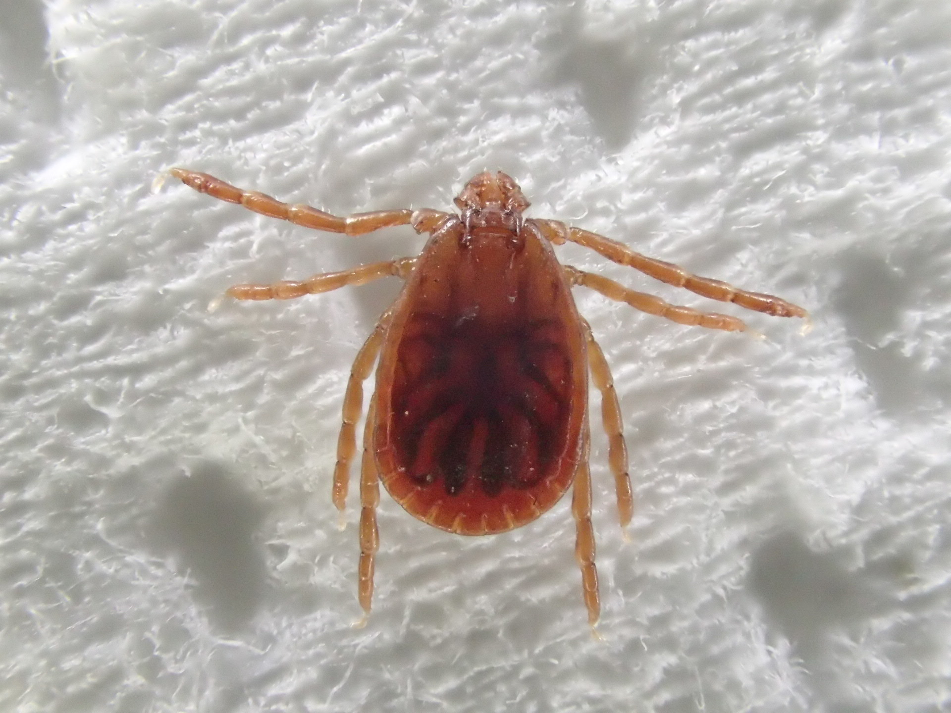 萩原 はっ水機能付きダイニングラグ マージ アイボリー ブラウン 防ダニ・抗菌・はっ水・防汚 ホットカーペット・床暖房OK 日本製 – 丸金商店日本の名品・メイドインジャパン商品をお届け ラグ ダイニングラグ 約240×330cm 防ダニ 抗菌 撥水 防汚 日本製 マージ