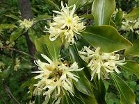 シキミ 樒 の育て方と毒性など植物の特徴をわかりやすく解説