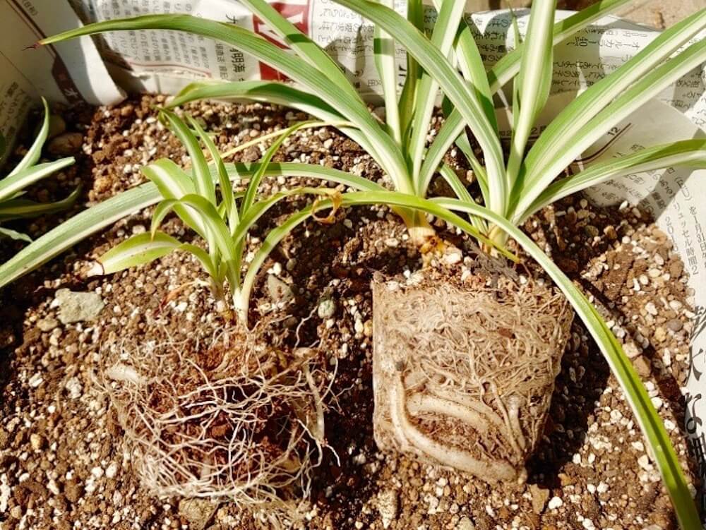 根詰まりの植え替えで鉢を大きくしたくない場合の方法観葉植物ブログ緑組 植物の育て方