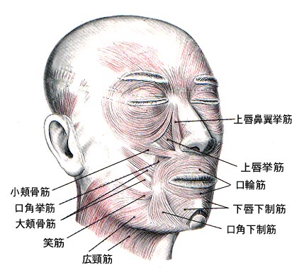表情筋」の写真素材15,422件の無料イラスト画像Adobe Stock