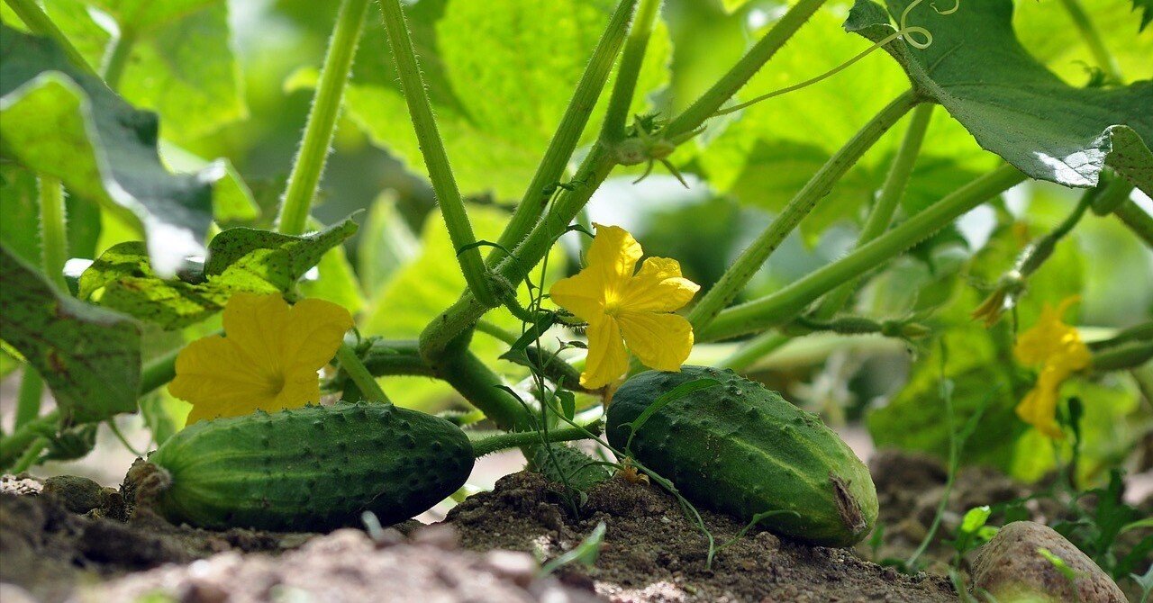 キュウリの整枝方法について教えて調べるタキイ種苗株式会社