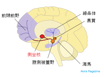 共同発表：言語の文法処理を支える３つの神経回路を発見