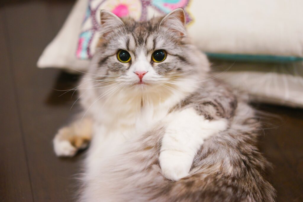 麻布十番好きな美人女医 32歳 。さまざまな医師と付き合った彼女の目下の目標は東京カレンダー最新のグルメ、洗練されたライフスタイル情報