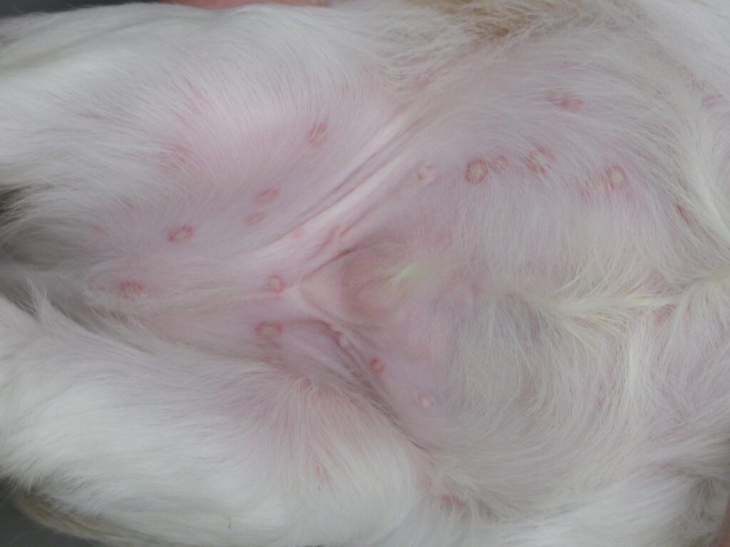 犬の皮膚病の原因・症状を解説 画像付き アレルギーやダニなど改善に役立つ6つの対策 獣医師監修INUNAVI いぬなび