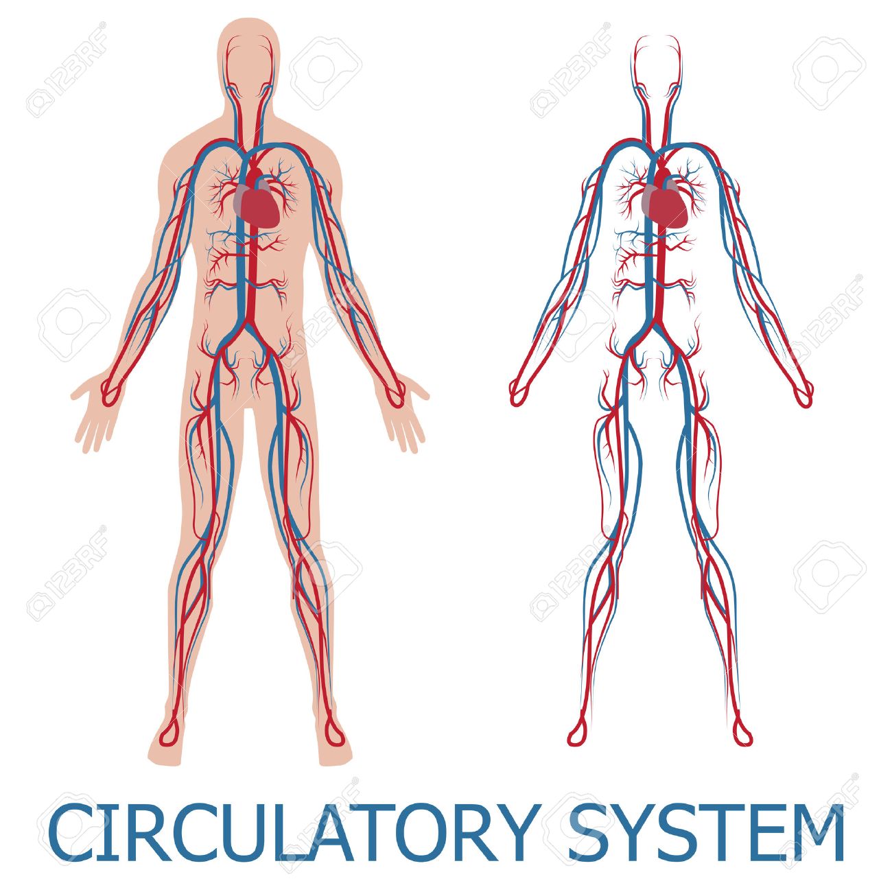 出生前の血液循環のイラスト ※着色なし🎨 フリー素材 看護roo! カンゴルー