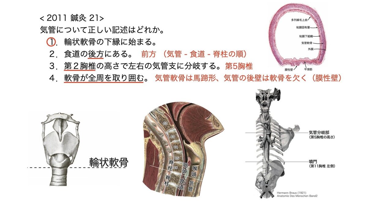 胃の解剖について正しいのはどれか。 第52回理学療法士国家試験PM58— 理学療法士国家試験対策PTES