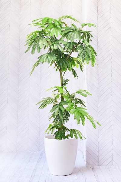 風水で恋愛運アップ！部屋に置くと良い観葉植物9選胡蝶蘭・スタンド花のプレミアガーデン