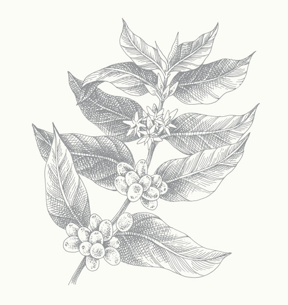 ジュニパーブライト化粧品原料一丸ファルコス株式会社