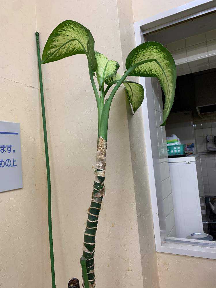 ディフェンバキアですが、今年4月に買ってきた当時は葉が5枚で 園芸相談Q＆Aみんなの趣味の園芸