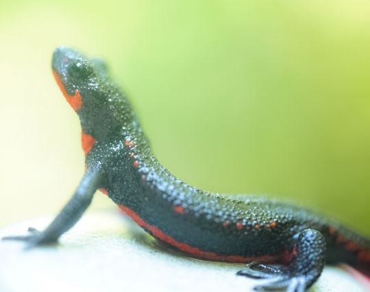 家にトカゲが出ると縁起がいい？トカゲが出る家のスピリチュアルなサインとは？ - 幸運ジャーナル