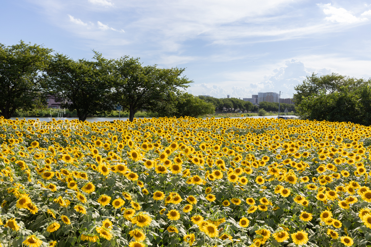 牛島古川公園（第2期）