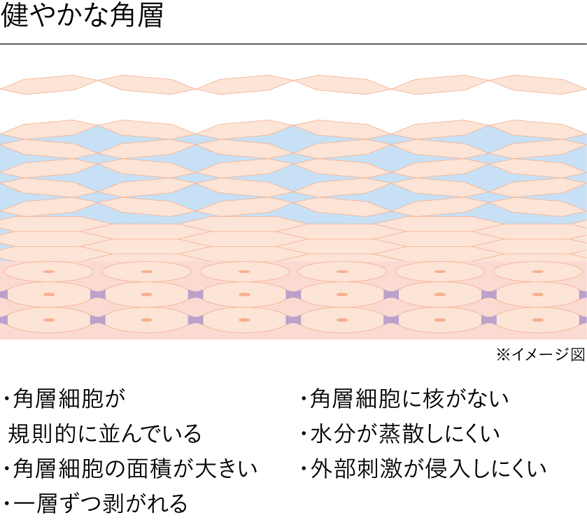 表皮・真皮・皮下組織皮膚の構造と機能①看護roo! カンゴルー