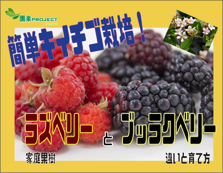 ラズベリーの育て方チャッピーのベランダ菜園