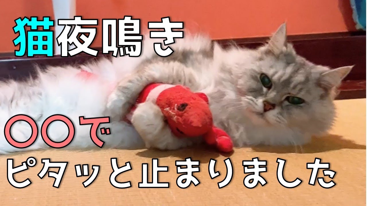 楽天市場 猫 サプリメント 夜鳴きの通販